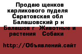 Продаю щенков карликового пуделя - Саратовская обл., Балашовский р-н, Балашов г. Животные и растения » Собаки   